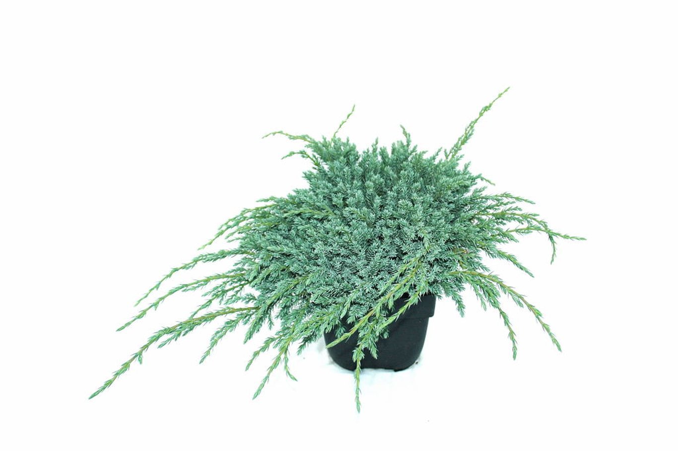 Juniperus squamata 'Blue Carpet' - C2